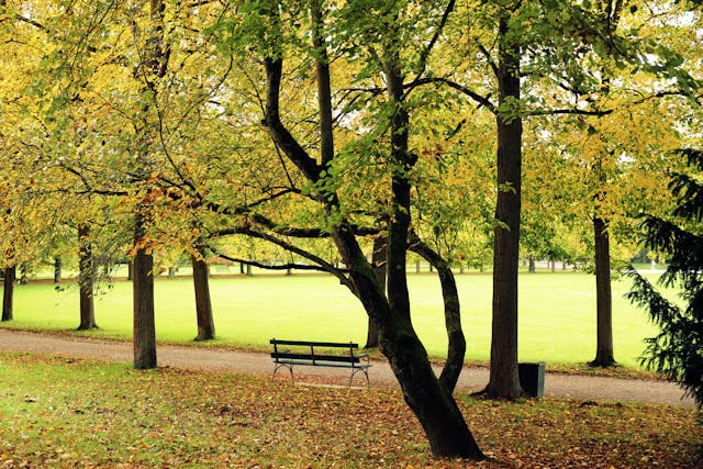 Autumn Park with Empty Bench.jpg